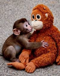 Bản dịch tiếng Việt Tin tức từ câu chuyện của một chú khỉ ...