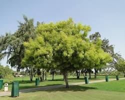 Image of Neem (Azadirachta indica) tree