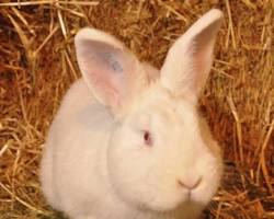 Image de Lapin néozélandais blanc