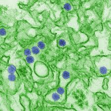 Resultado de imagen para imagenes de virus
