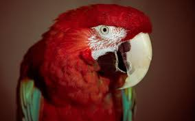 Image result for macaw parrot hd