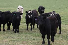 Historic Lebanon Steered into a New Direction