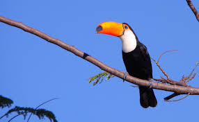 Resultado de imagem para pantanal sul matogrossense
