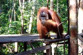 Hasil gambar untuk taman nasional tanjung puting di kalimantan