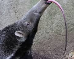 giant anteater with long tongue