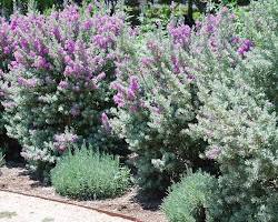 Image of Leucophyllum frutescens Texas sage