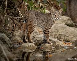 Image of Bobcat in Texas