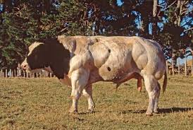 Image result for belgian blue bull meat
