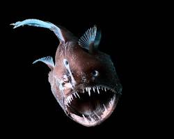 Image of Deepsea anglerfish and vampire squid