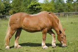 Image result for HORSE