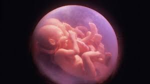 Resultado de imagem para imagens de um feto com 2 meses