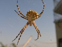 griechische Spinne - Bild \u0026amp; Foto von Johann Madl aus Tierdetails ...