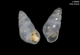 Image result for Odostomia excolpa