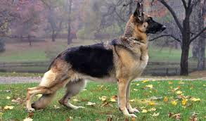 Image result for German Shepherd