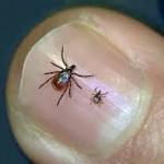  As tick-bite illnesses spread, Mainers warned against ignoring symptoms