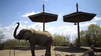Bob Barker threatens to pull back money to transfer Toronto Zoo elephants