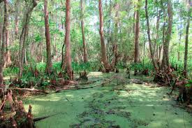 Trump is lifting restrictions on hunting in national parks and other areas