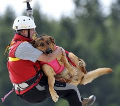 Resultado de imagem para search and rescue dogs