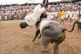 Image result for jallikattu images