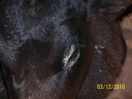 Image result for "ringworm in cattle"