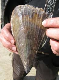 Image result for Pinna bicolor