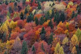 Risultati immagini per bosco autunno in arrivo