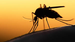 Local Health Department Issues Warning as West Nile Virus Spreads Across Davidson County - 1