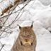 Canada lynx