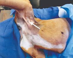 Image de Inguinal lymph nodes in dogs