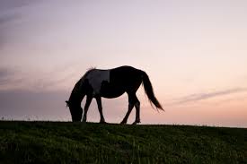 Image result for HORSE