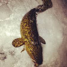 Image result for burbot fish