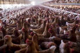 poop Exploring the Link Between Avian Flu Outbreaks and Fecal-Based Food Systems