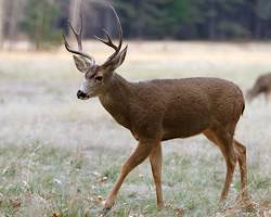 deer in Yosemite National Park