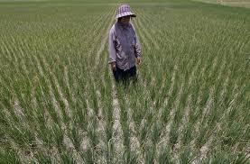 El Niño is coming. At the FAO we know where drought will hit hardest