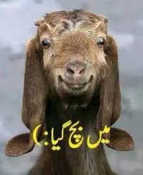 Image result for bakra eid funny images