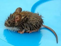 Image result for Mice information
