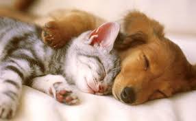 images?q=tbn:ANd9GcTgp_0xY9p6LPVeqWq9tdDYV22gjgx8kaGHKSc7neJAPyDxcX5w