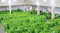 Mahaseel marketed 10 million kilos of local vegetables since January 2021