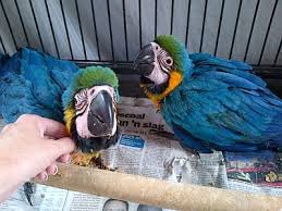 Image result for baby macaw parrot for sale
