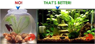 Image result for betta fish tank