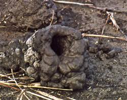 Image result for crayfish chimneys