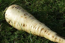 Image result for pastinak