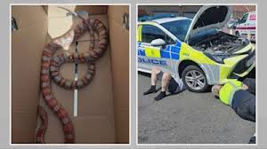 gosport police snake rescue