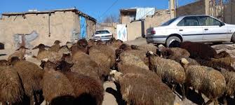 قیمت جدید دام زنده امروز ۲۵ خرداد ۱۴۰۵/ قیمت گوسفند و گوساله تغییر کرد؟ + جدول