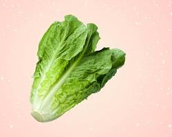 Image of Romaine Lettuce