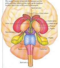 Image result for ventral striatum