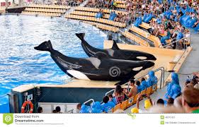 Resultado de imagen de imagenes de loro parque