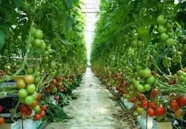 Image result for RAU MẦM CẢI XANH