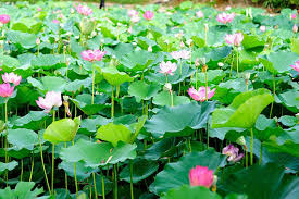 ผลการค้นหารูปภาพสำหรับ รูป บัวสัตตบงกช : ฉัตรชมพู"