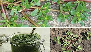 Resultado de imagem para beldroega